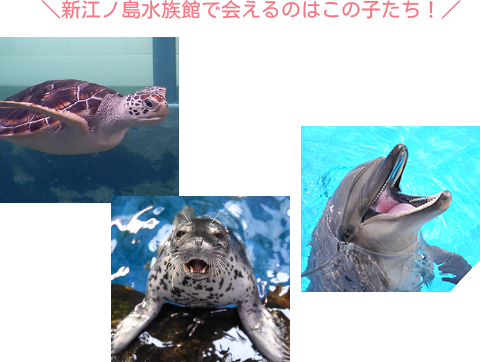 海の生き物Tシャツ